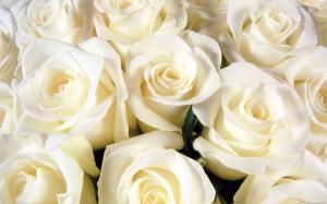 white-roses_1920x1200_15316